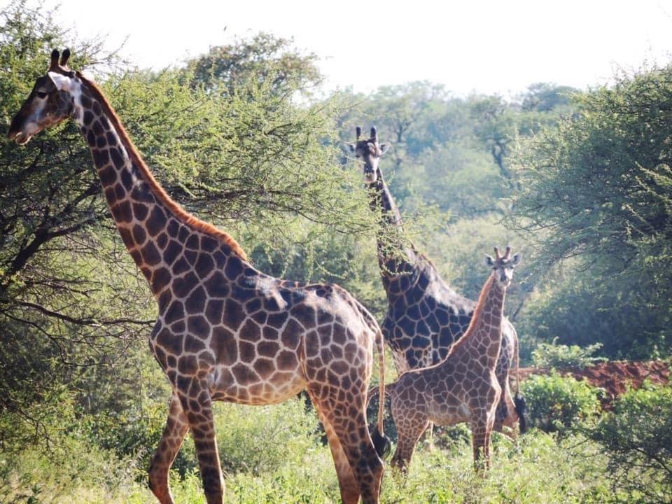 Mogalakwena River Lodge Alldays Exterior foto